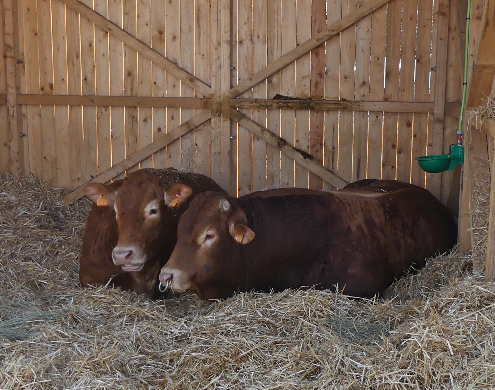 Limousin Rinder liegen gem�tlich im Stroh beim  Bauernhof in der Stadt  auf einem Teil vom Parking Glacis in Luxemburg. 03.2026