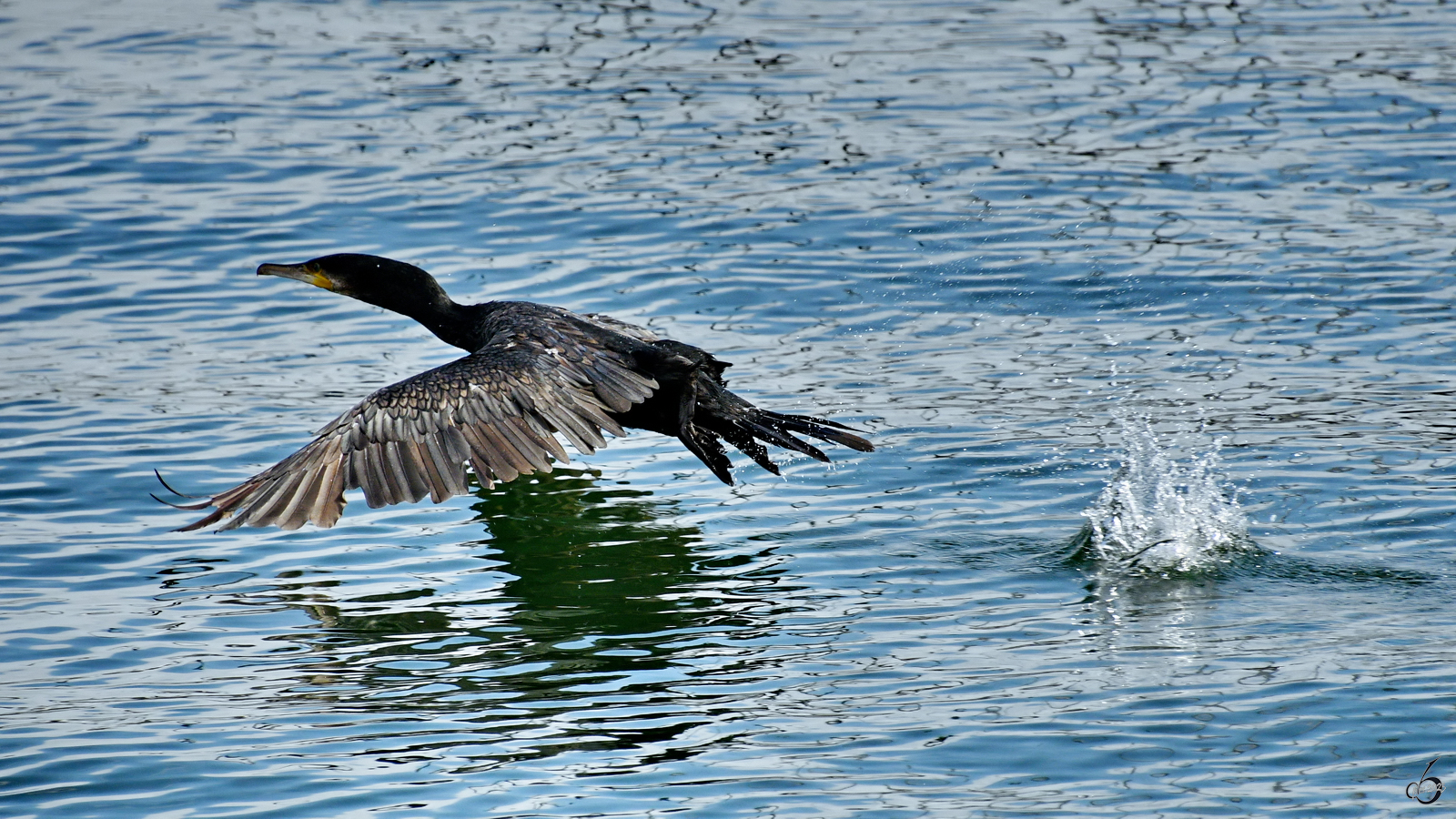 Mitte August 2023 konnte ich in Sassnitz diesen Kormoran beim Wasserstart beobachten.