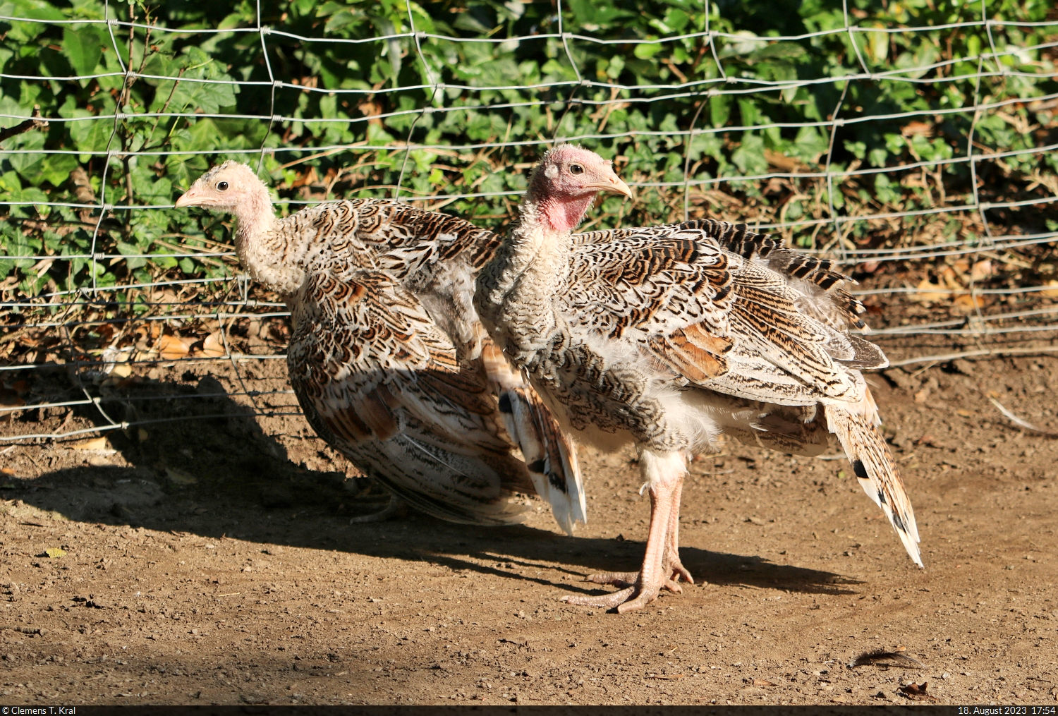 Nachwuchs bei den Ronquirez-Puten (Meleagris gallopavo f. domestica) im Zoo Aschersleben.

🕓 18.8.2023 | 17:54 Uhr