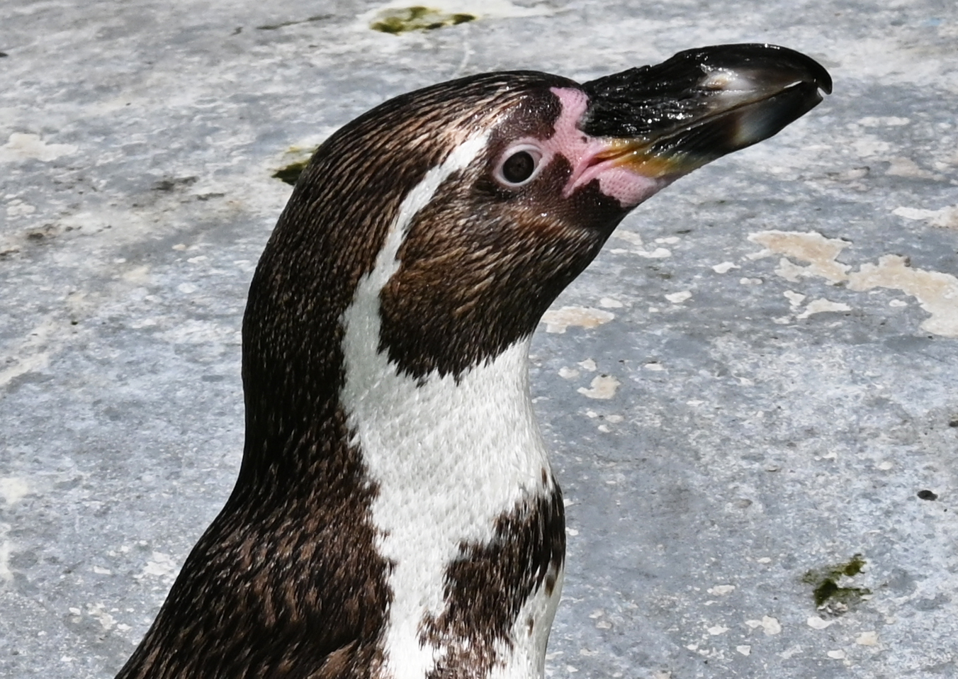 Portrait eines Humboldt Pinguins im Klner Zoo -- 16.06.2022