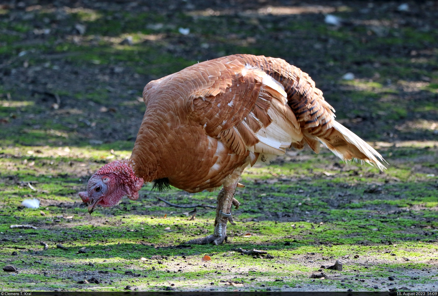 Ronquirez-Puter  Willibald  (Meleagris gallopavo f. domestica) im Zoo Aschersleben.

🕓 18.8.2023 | 16:09 Uhr