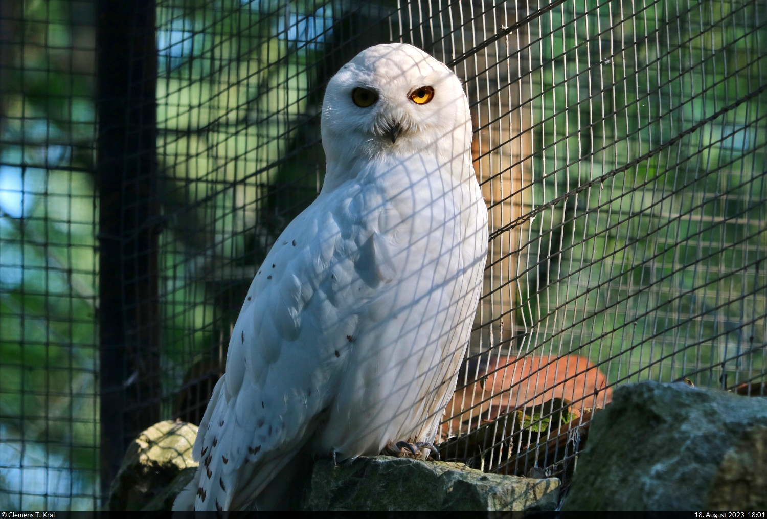 Schnee-Eule (Bubo scandiacus) im Zoo Aschersleben.

🕓 18.8.2023 | 18:01 Uhr