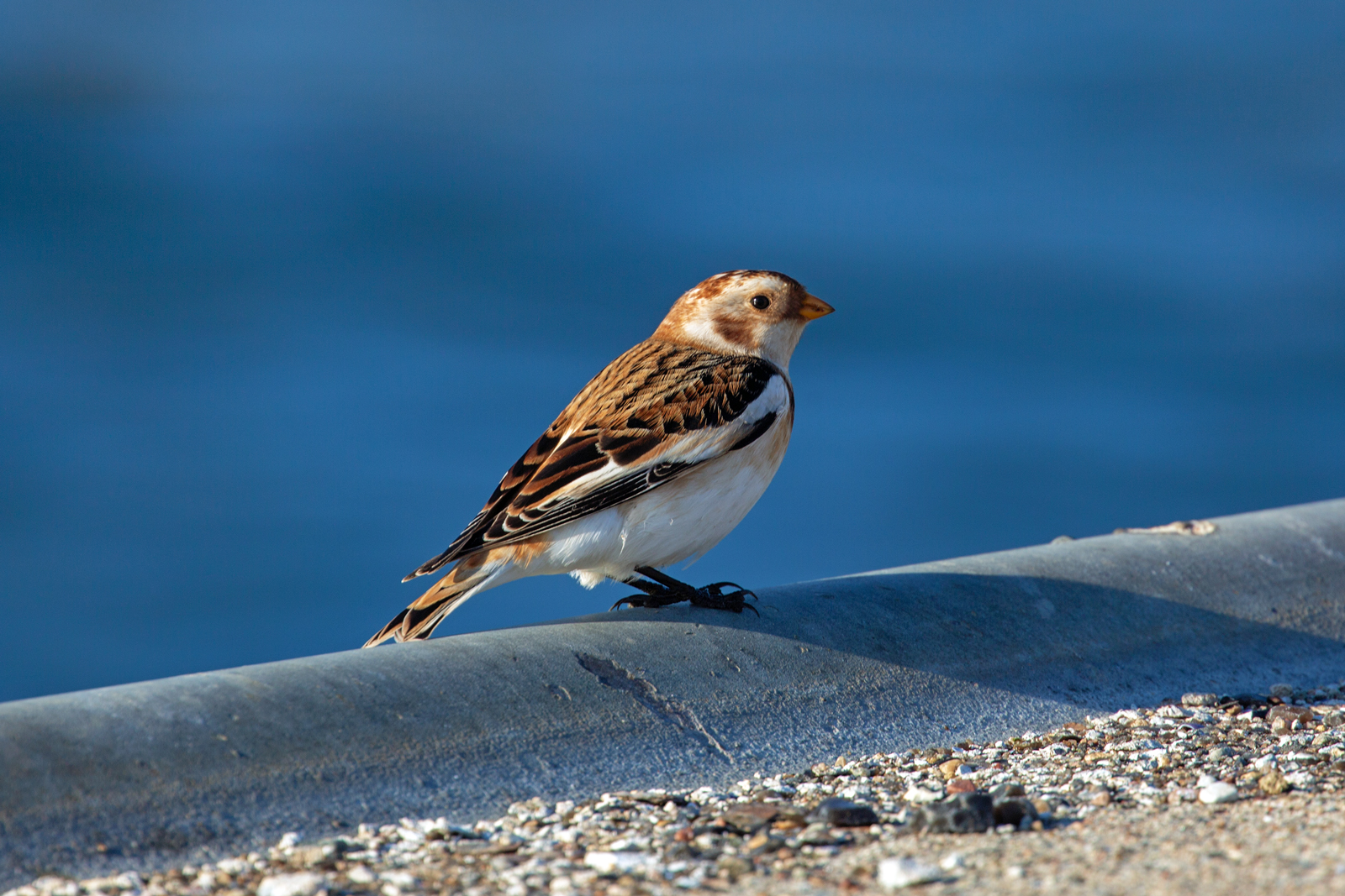 Schneeammer im fr�hen Herbst als Wintervorbote an der K�ste? - 27.09.2026

