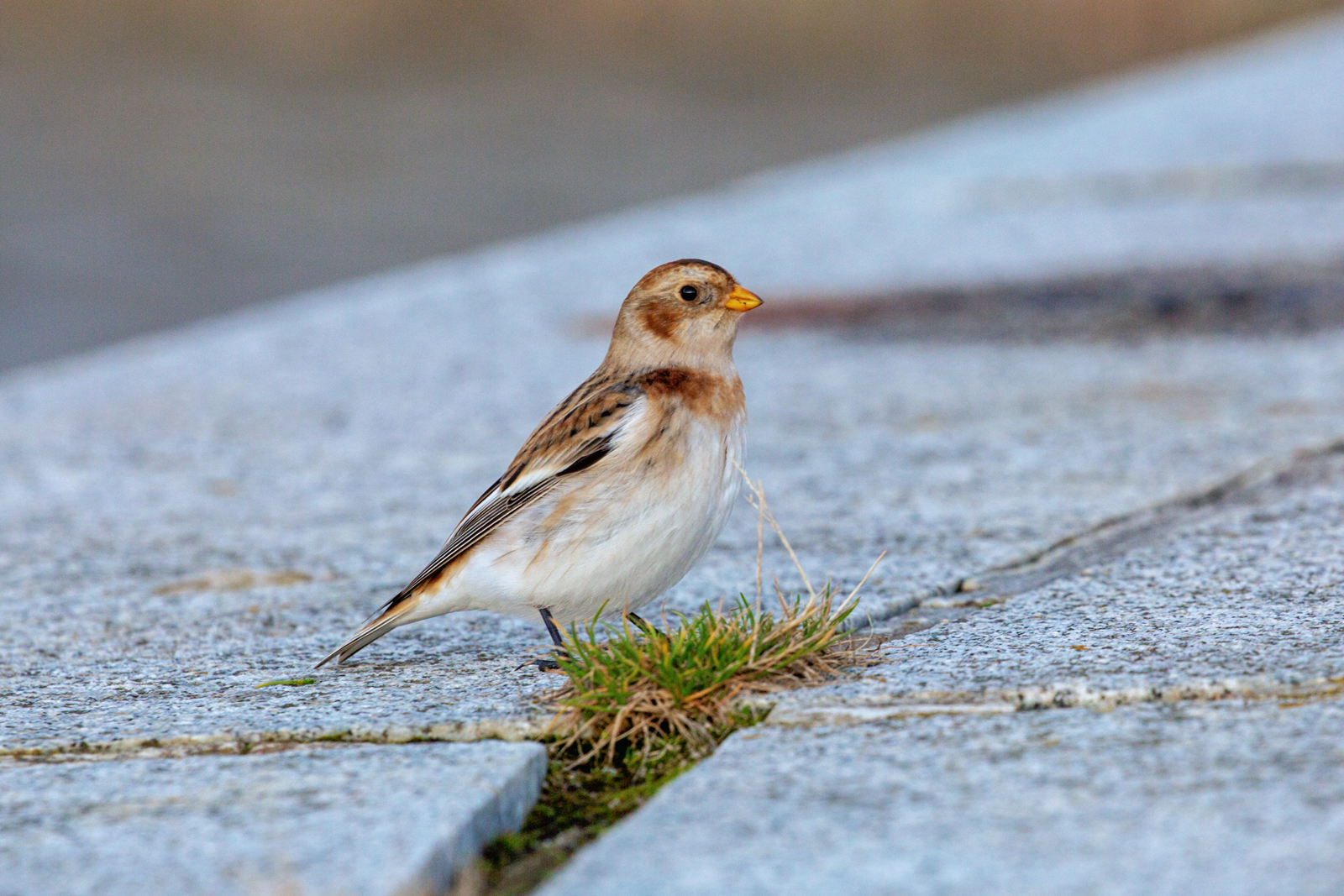 Schneeammer vor schmaler Kost auf der Mole. - 21.11.2025
