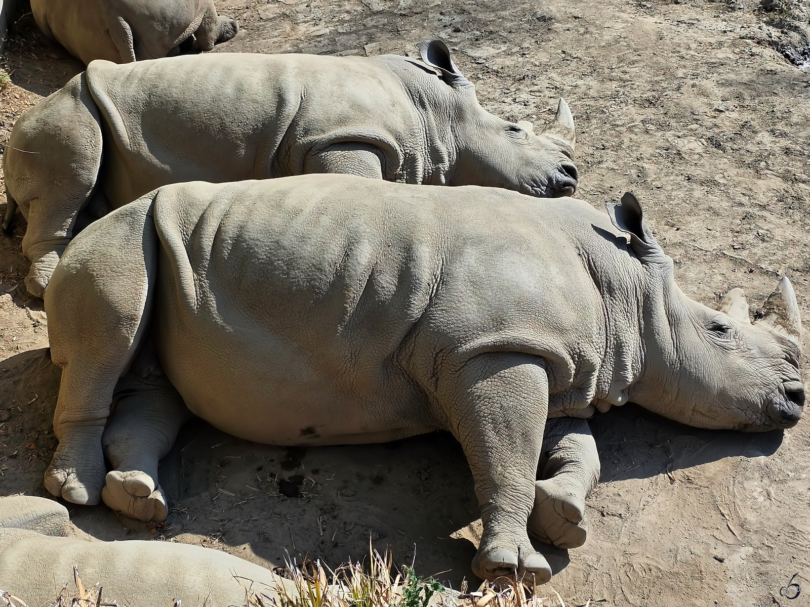 Siesta bei den Rhinos, so gesehen Anfang August 2026 im Zoo Dortmund.