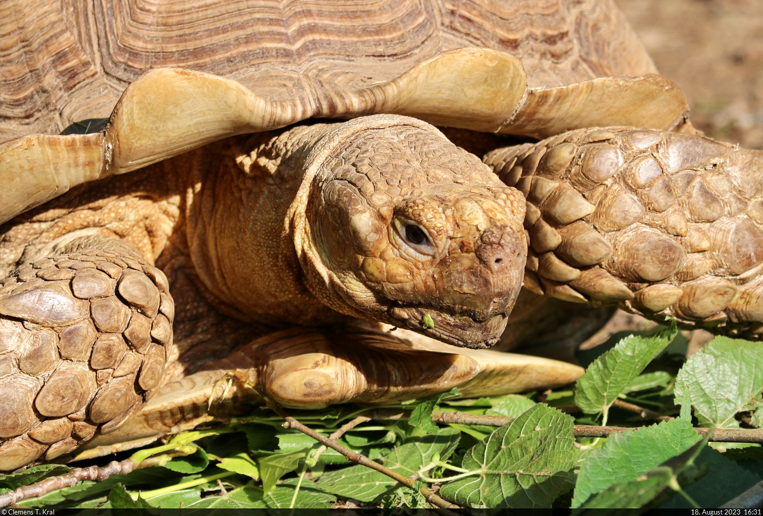 So ein Kopf einer Spornschildkröte kann ziemlich groß werden. Immerhin sind sie die drittgrößten lebenden Landschildkröten. Eine Handvoll von ihnen lebt im Zoo Aschersleben.

🕓 18.8.2023 | 16:31 Uhr