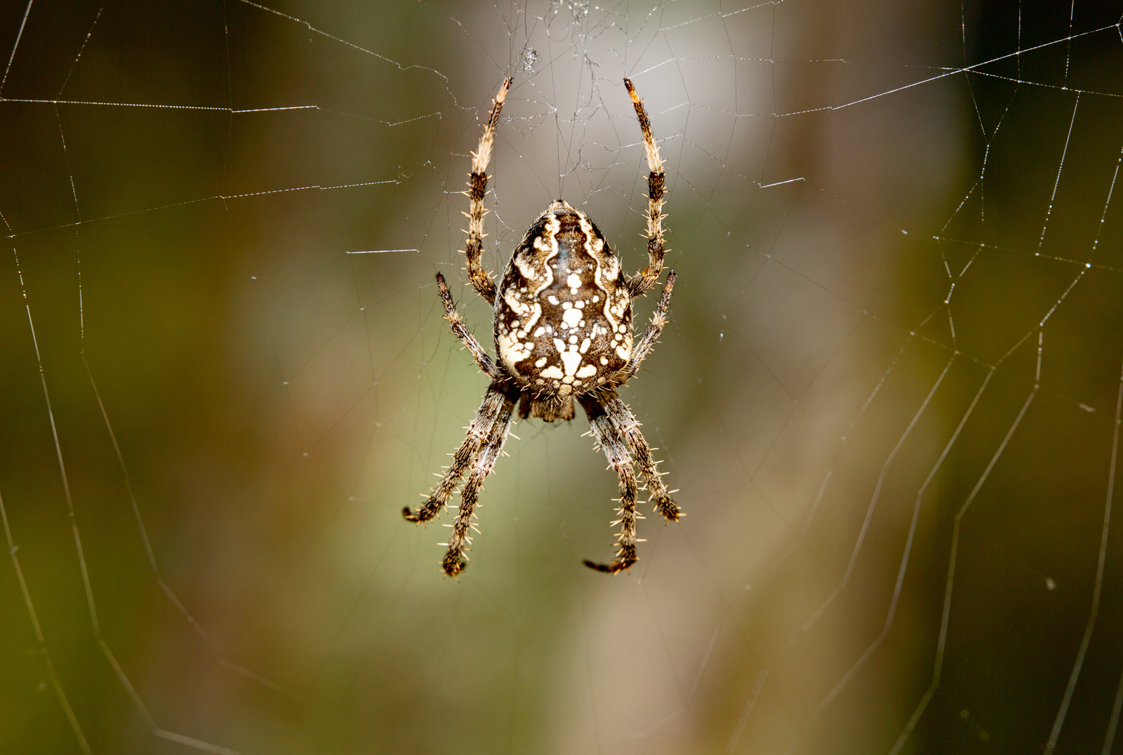 Spinne in Lauerstellung. - 29.09.2022