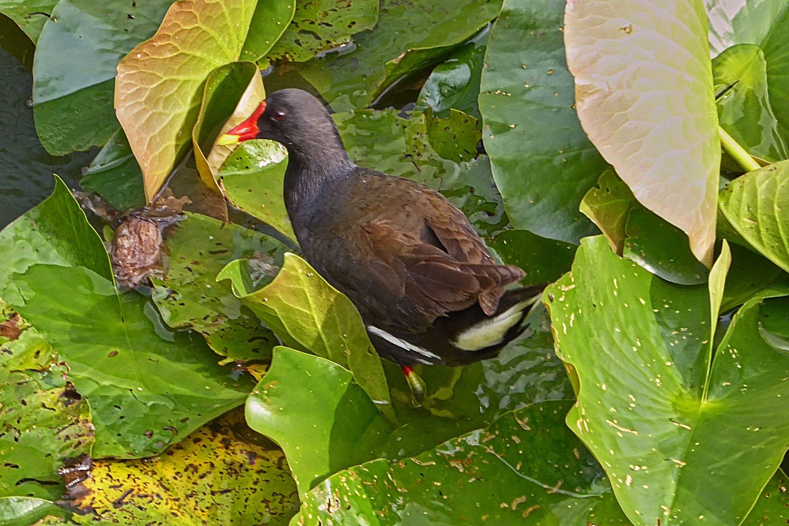Teichhuhn flieht ber die Seerosenbltter nachdem es mich erblickt hat. 07.2025