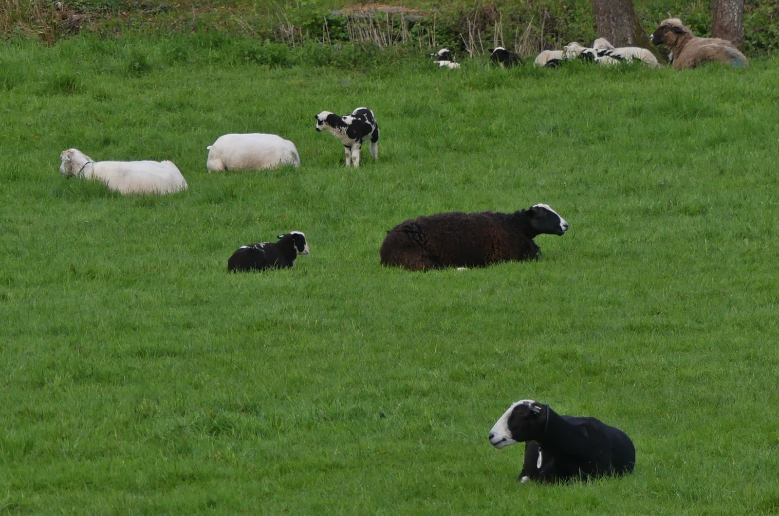 Verschiedene Schafs Rassen liegen gemtlich auf ihrer Weideflche. 04.2024