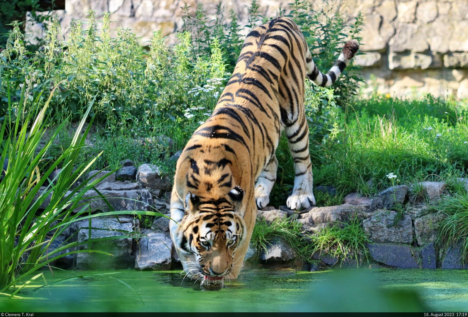Viel trinken ist wichtig... Samba, Sibirischer Tiger (Panthera tigris altaica) am Beckenrand im Zoo Aschersleben.

🕓 18.8.2023 | 17:19 Uhr
