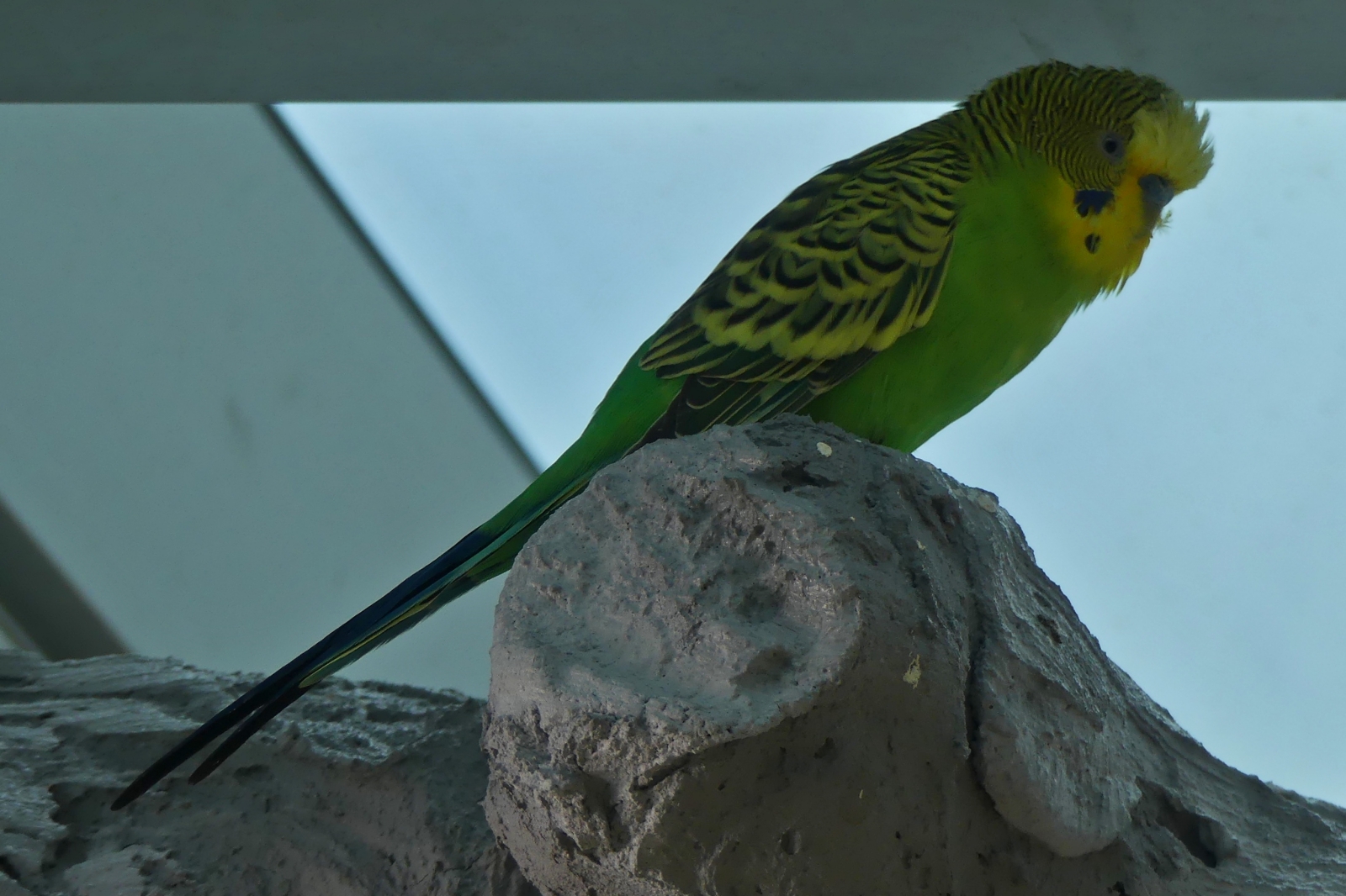 Wellensittich (Melopsittacus undulatus), Haus des Meeres in Wien. 07.05.2026