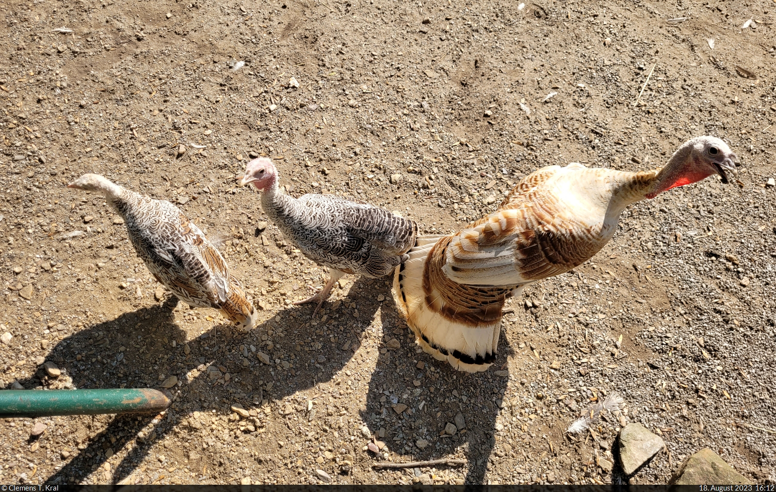 Willibald, der Ronquirez-Puter (Meleagris gallopavo f. domestica) des Zoo Aschersleben, mit seinen Kindern.

🕓 18.8.2023 | 16:12 Uhr