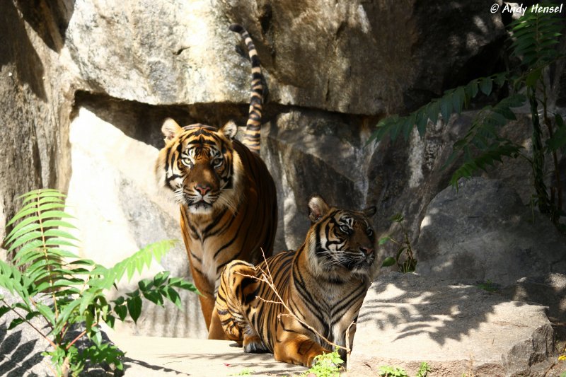 2 sibirische Tiger oder auch Amurtiger. Die Stimmung kann sich schnell ndern.
