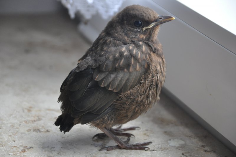 amsel-jungvogel-eltern-beim-durchfliegen-raeume-12078.jpg