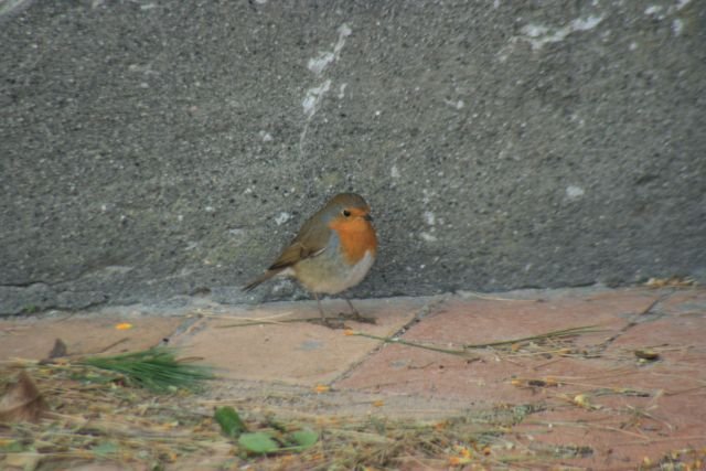 Auf der Suche nach Futter besuchte mich gestern Nachmittag ein Rotkehlchen und posierte dann vor meiner Kamera; Capri Februar 2008