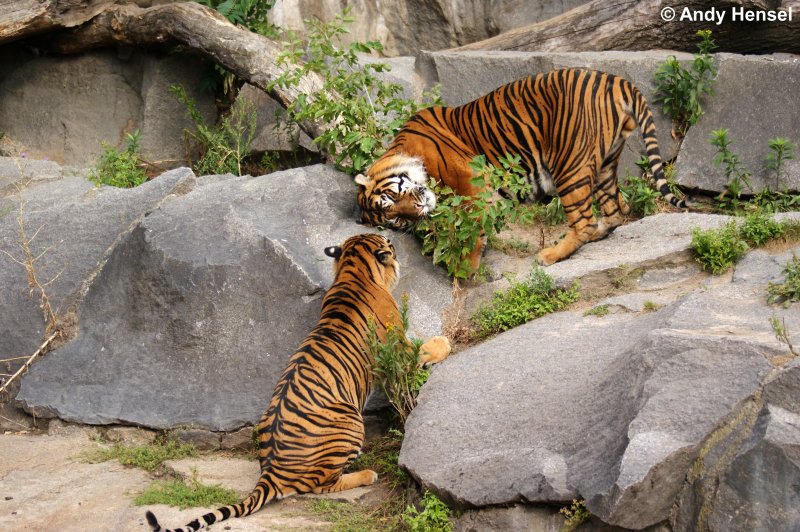 Aus lauter Langeweile wird wiedermal rumgetobt. Sibirische Tiger oder auch Amurtiger