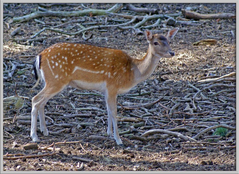 Bambi - Damwild im Wildpark Schorfheide | 180 mm | 1/100 sek | F 5.6 | IsO 800
19.09.2009

http://www.wildpark-schorfheide.de/

