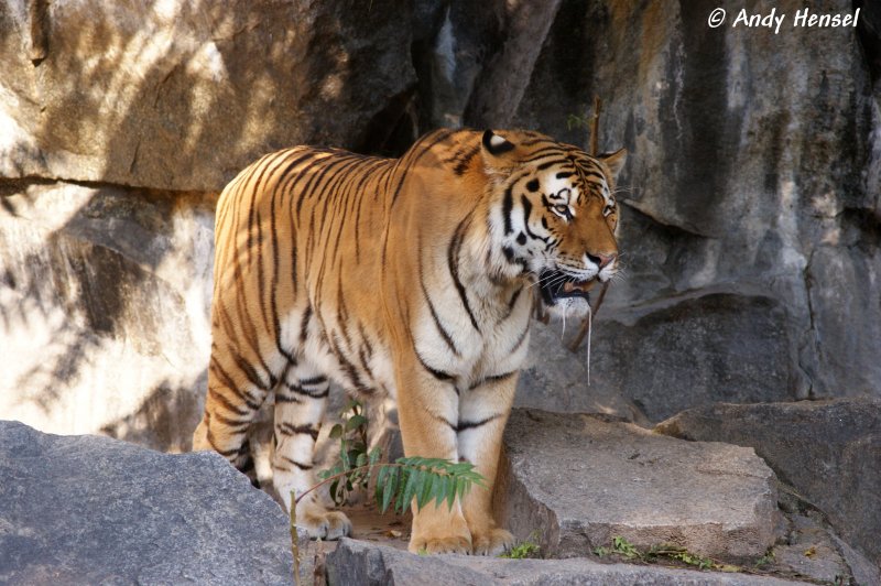  Bei den einen Fotografen luft mir schon der sabber . Sibirischer Tiger oder auch Amurtiger