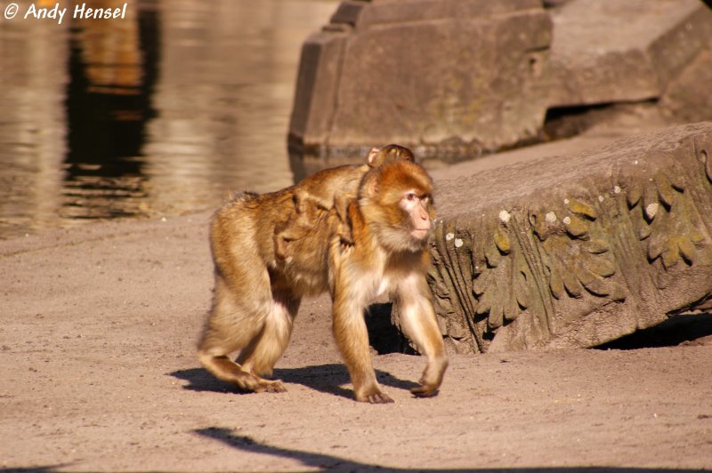 Berberaffen. Nach rund sechs bis zwlf Monaten werden die Jungtiere entwhnt.