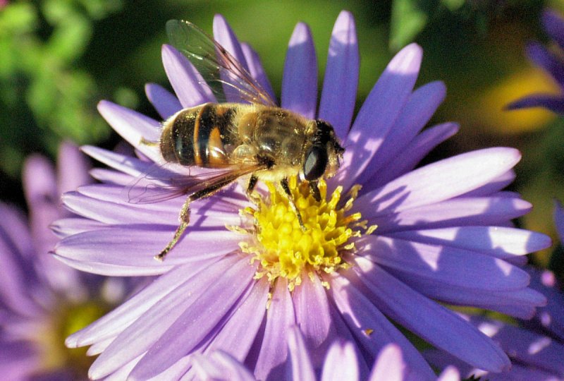 Biene beim Nektar sammeln auf einer Blte - 28.09.2008