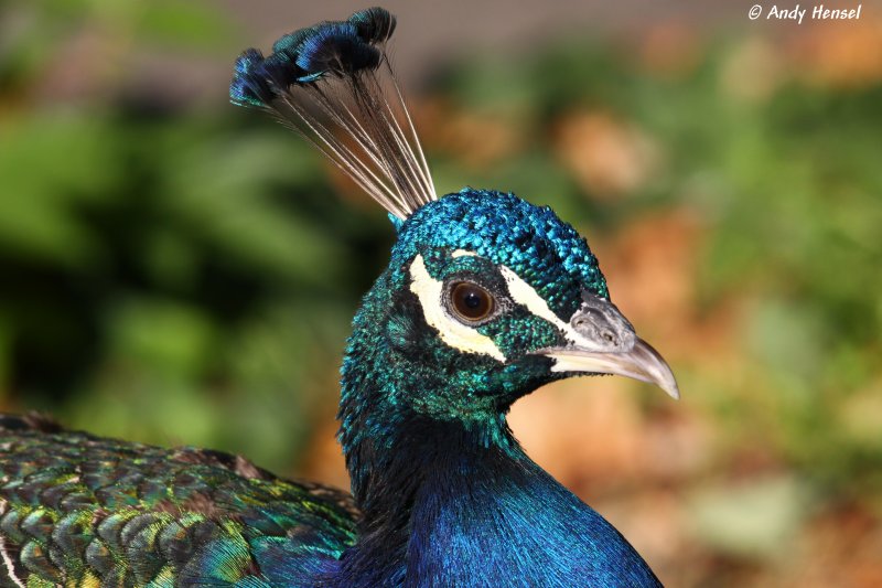 Blauer Pfau. Kopfschmuck eines Mnnchens.