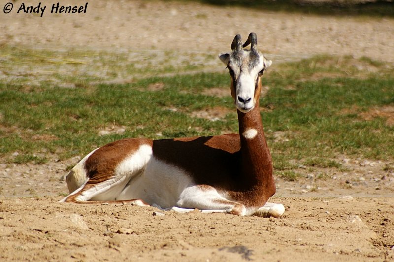 Damagazelle (Mhorrgazelle). 