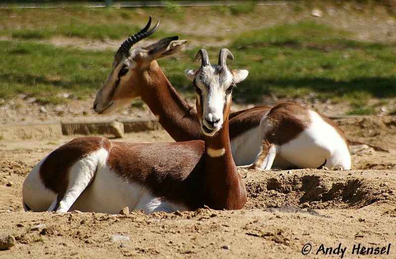 Damagazelle (Mhorrgazelle).