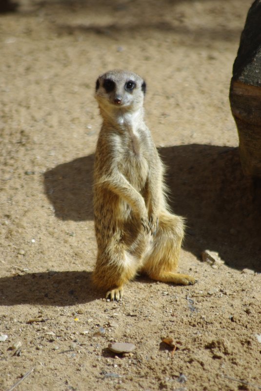 Das Erdmnnchen (Suricata suricatta), ist eine Sugetierart aus der Familie der Mangusten (Herpestidae). Mit durchschnittlich 700 bis 750 Gramm ist es eine der kleinsten Mangustenarten, es hat ein hellgraues Fell mit unaufflligen Querstreifen. Erdmnnchen leben in trockenen Regionen im sdlichen Afrika. Erdmnnchen sind in der Republik Sdafrika sowie in den sdlichsten Teilen Namibias und Botswanas verbreitet. Ihr bevorzugter Lebensraum ist die Savanne, aber sie leben auch in Halbwsten. Sie leben in Gruppen von vier bis neun Tieren mit ausgeprgtem Sozialverhalten und ernhren sich vorwiegend von Insekten. Aufgenommen am 31.08.2009, Zoo Hannover.