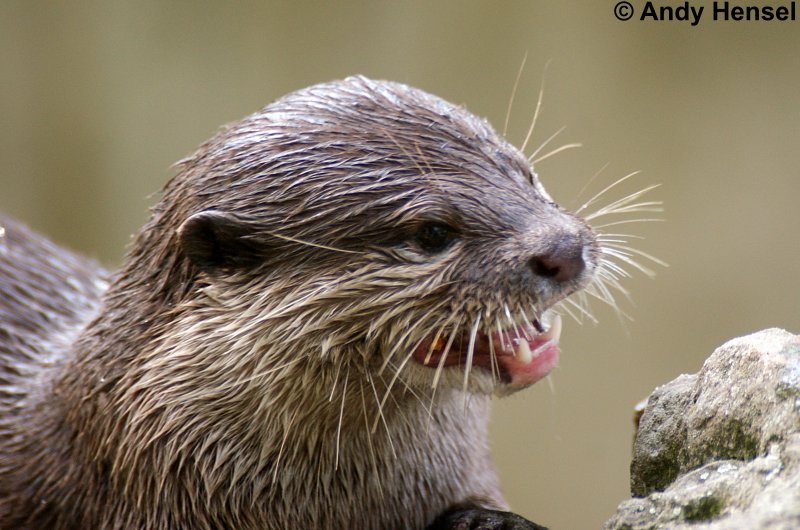 Das starke Gebiss des Zwergotters (oder Kurzkrallenotter) dient dem Knacken von Mollusken- und Krebstierschalen, auf die sie sich als Nahrung weitgehend spezialisiert haben. 