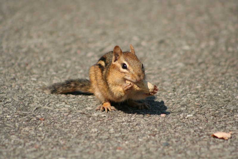 Das Streifen-Backenhrnchen (Tamias striatus) hat eine Erdnuss gefunden. Schnell vor den Grauhrnchen in Sicherheit bringen! Ontario 15.8.2009.
