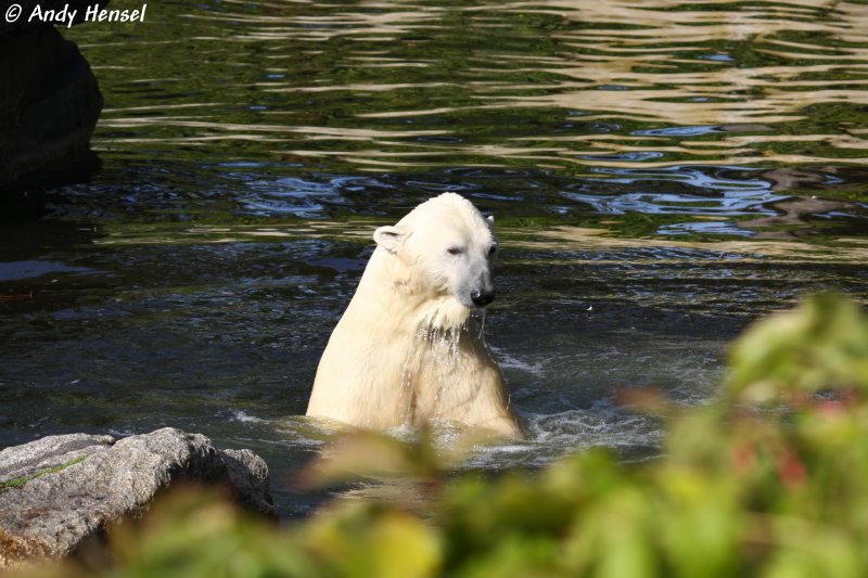 Der Eisbr gilt neben dem Kodiakbren als das grte an Land lebende Raubtier der Erde.