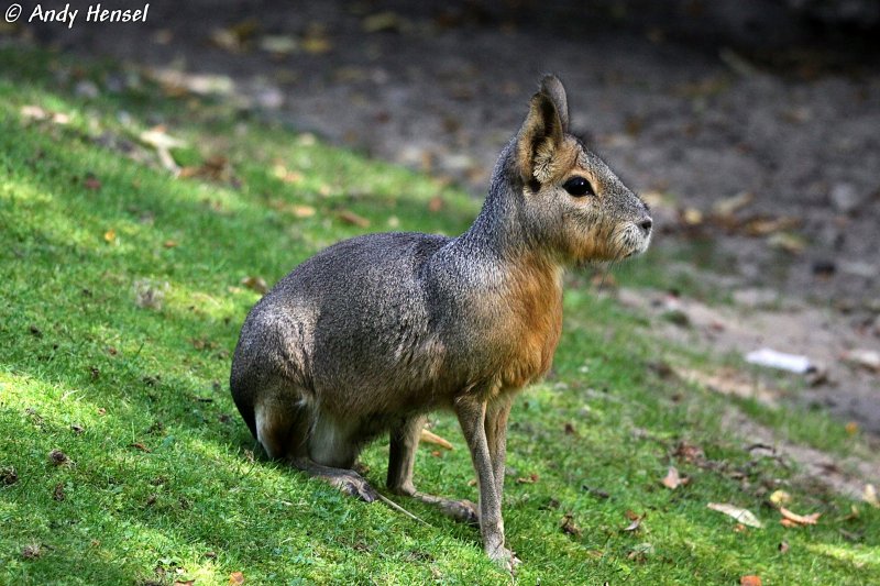 Der groe Pampashase ist der grte Vertreter der Meerschweinchen. 