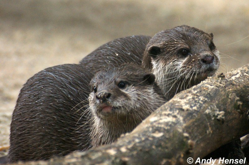 Der Kurzkrallenotter (auch Zwergotter) ist er der kleinste Otter.