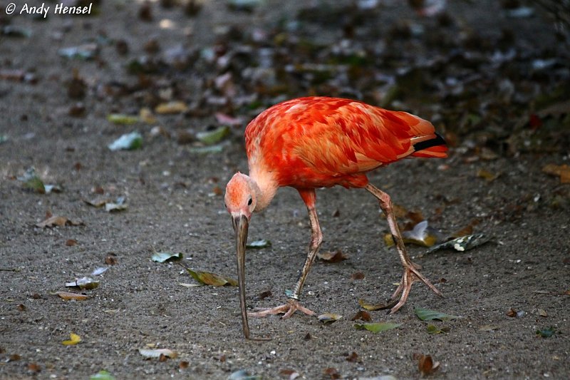 Der Scharlachsichler wird auch Roter Ibis, Scharlach-Ibis und Roter Sichler genannt.