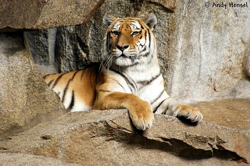Der sibirischer Tiger oder auch Amurtiger ist die größte Unterart des Tigers.