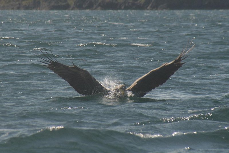 Der zweite Versuch. Der Seelachs der Angler ist schon etwas abgesunken. Tief taucht der Seeadler ein.