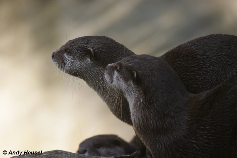 Der Zwergotter oder auch Kurzkrallenotter ist eine in Sdostasien verbreitete Raubtierart. 