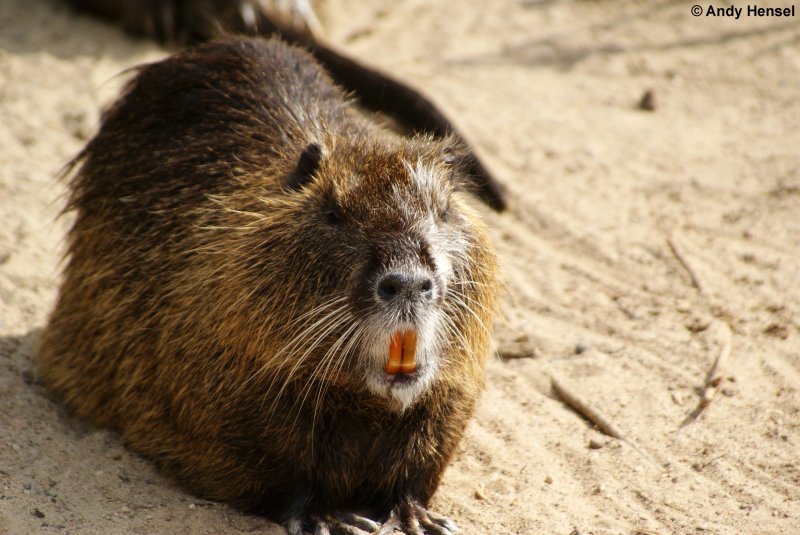 Die Biberratte erreicht eine Krperlnge von bis zu 65 cm und wiegt erwachsen zwischen acht und zehn Kilogramm. 