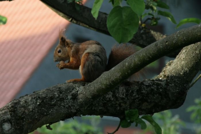 ...Die Schmecken so gut!...