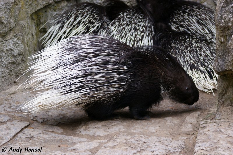 Die Stachelschweine haben die lngsten Stacheln aller Sugetiere.