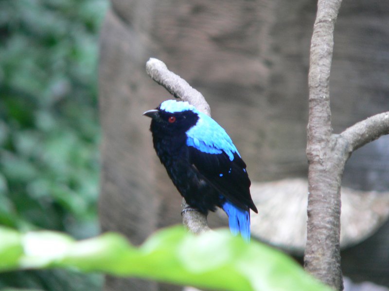 Die Voliere des Hong Kong Park bietet Einblicke in die Vielfalt der Tierwelt alleine im Reich der Vögel. Hier nochmal der Elfenblauvogel. 2007