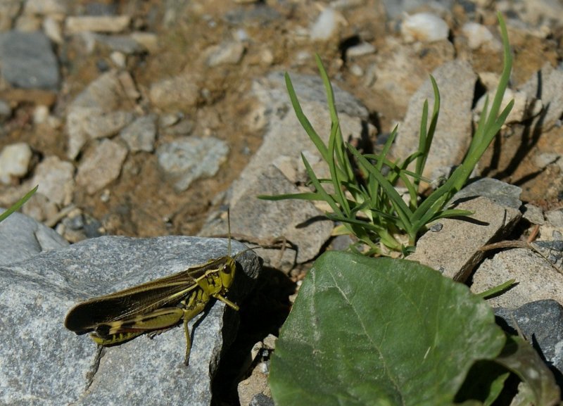 Diese Heuschrecke hielt fr einen kurzen Moment still, so das ich sie ablichten konnte.
(August 2009)