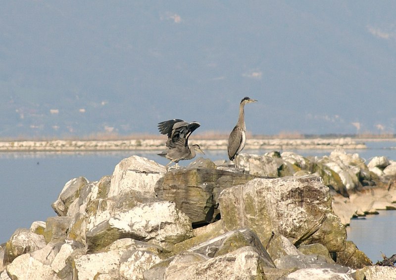 Diese mir unbekannten Vgel leben im Naturschutzgebiet am Genfersee.
Sie knnten aus der Familie der Komerane stammen, bin mir aber nicht sicher. Vielleicht weiss jemand mehr?
(April 2009)