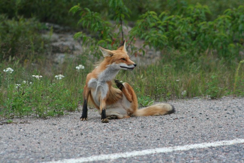 Diesen Fuchs Rotfuchs (Vulpes vulpes) bringt so schnell kein Tourist aus der Ruhe.
8.8.2009 bei Elk Lake (Nordontario). 
