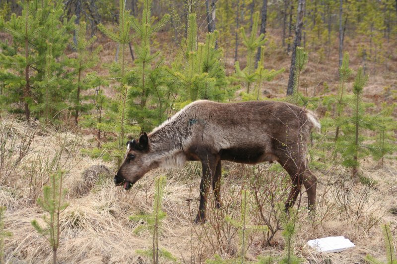 Dieses Ren (Rangifer tarandus) läßt es sich einfach nur schmecken. Schwedisch Lappland Mai 2009.
