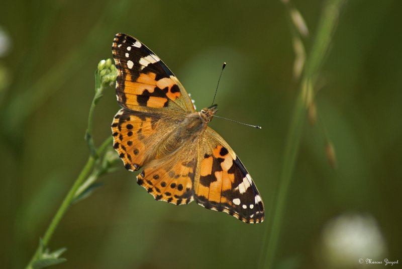 Distelfalter - 300 mm | 1/500 sek | F6.3 | IsO 125
12.07.2009