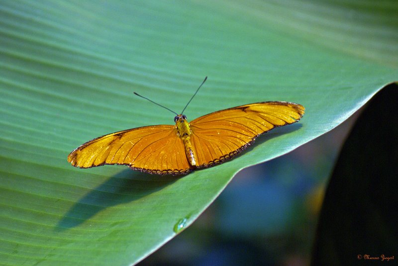 Dryas julia - Biosphre Potsdam
18.07.2009