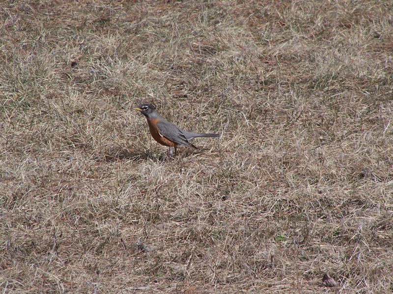 Ein Amerirican Robin(Turdus migratorius - Wanderdrossel) . Minnessota April 2006.