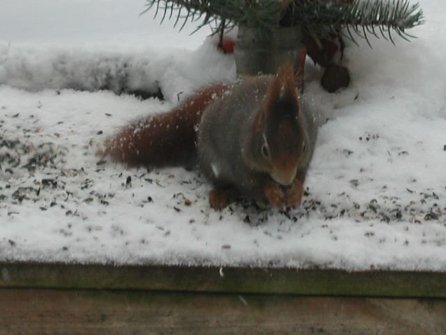 Ein Eichhrnchen am Vogelfutterplatz in unserem Garten.