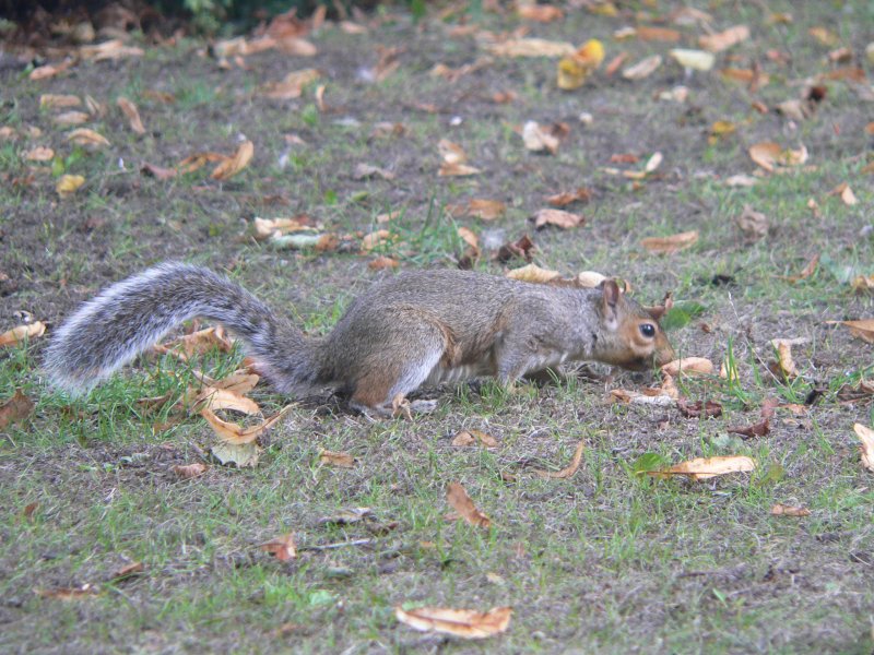 Ein Eichhörnchen auf der Suche nach Nahrung. Chester, England, 2006